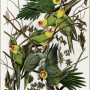 The Birds of America 1 _John James Audubon