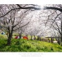[2020.04.04~05] 여수 하화도 벚꽃 백패킹 5개월 늦은 후기...