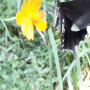 ( 무늬박이제비나비 ) 해운대 장산의 무늬박이제비나비. 2020.09.04. 미접 나비. 미접(迷蝶). 무늬박이 제비나비. (동영상+AniGIF) Papilio helenus Linnaeus, 1758.