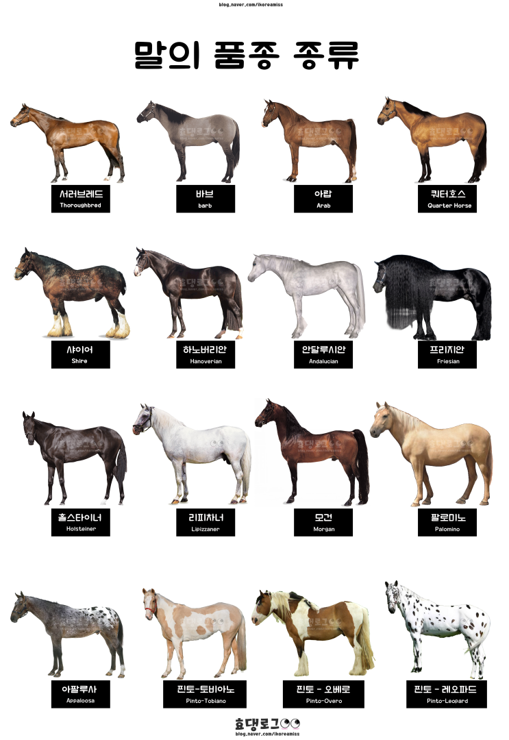 말의 품종과 종류 정리 : 네이버 블로그, image size:743x1080