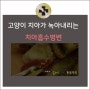 #[해운대고양이병원,해운대동물병원,고양이친화병원] 고양이 치아흡수병변 진료이야기/ 해운대플러스동물병원