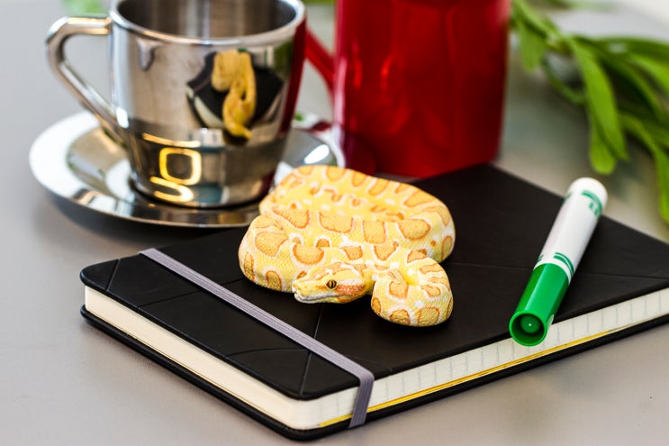 [사파리] 100250 알비노 버마왕뱀 Albino Burmese Python Toy Snake : 네이버 블로그