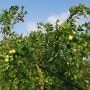 태풍이 지나간 사과대추농장