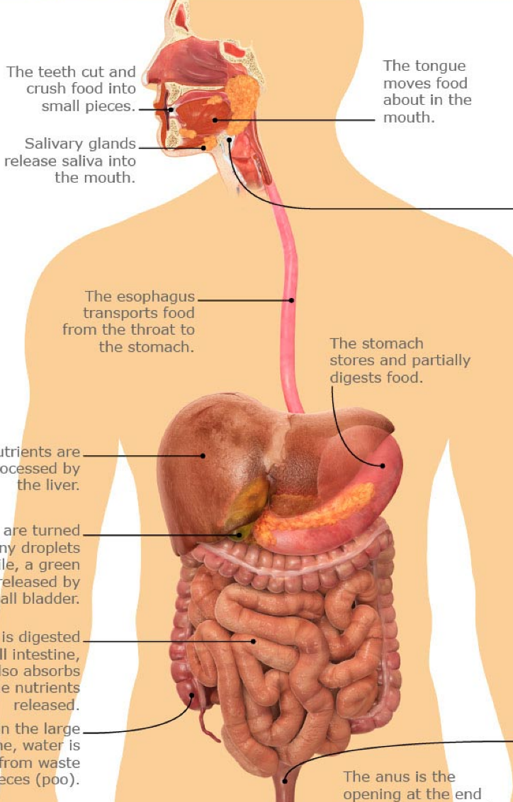 소화기 위장, 입, 식도, 소장, 대장 구조와 기능 : 네이버 블로그, image size:724x1133