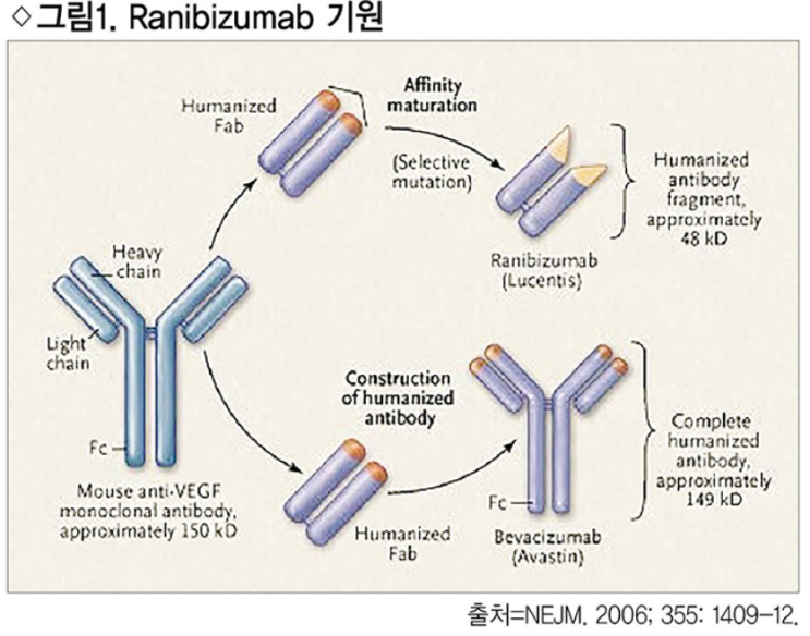 시력까지 개선한 황반변성 치료제의 ‘혁신’ 루센티스주(Lucentis injection) : 네이버 블로그