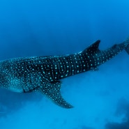 거대하지만 온순한 바다의 별자리 고래상어(고래상어 특징)
