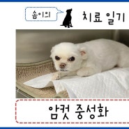 암컷 중성화 수술 - 분당24시동물병원 24시동물의료센터