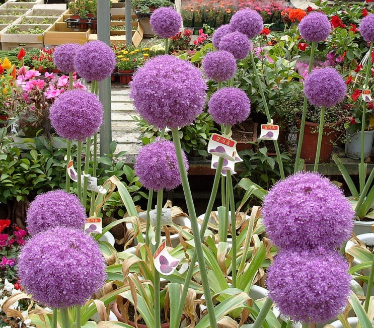 알리움 기간테움(Allium giganteum)키우기[일산꽃집,주엽꽃집,킨텍스꽃집,주엽플라워] 네이버 블로그