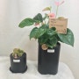 부산개업화분 개금꽃배달 연산동꽃배달 이름만큼 예쁜 반려식물 로얄핑크 선물하세요