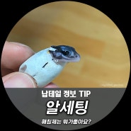 납테일 알관리 해칭제는 뭐를 써야할까요??(납테일게코 정보)