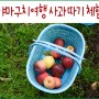 야마구치현 5박 6일 여행에서 즐긴 사과 따기 체험