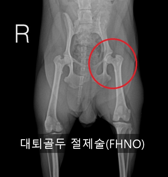 [대구 동물병원][수성구 동물병원][외과특화][응급진료][에피소드 동물병원][일요일진료] 대퇴골두 절제술(FHNO) : 네이버 블로그