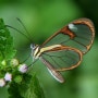 투명날개 나비의 비밀