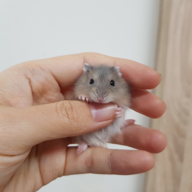 (햄스터 분양)9월 셋째주 햄스터 분양소식 🐹 : 네이버 블로그 (햄스터 분양)9월 셋째주 햄스터 분양소식 🐹 : 네이버 블로그