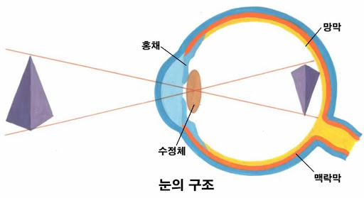 [속독하는법][락독]눈이 사물을 보는 원리 .눈의 원리란? : 네이버 블로그