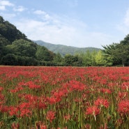 [고창] 9월 여행지 선운사 꽃무릇 축제, 고창 가볼만한곳 핑크뮬리 명소 꽃객 프로젝트 추천