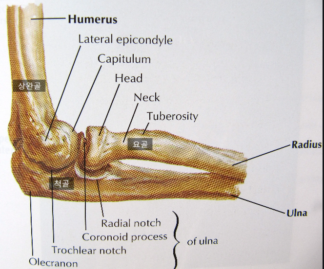청학동 골절수술, 팔꿈치수술,팔꿈치골절,팔골절/요골골두골절(Radial head Fracture)case:넘어지고 팔꿈치가 ...