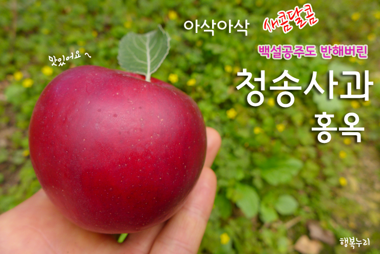 [마감] 청송사과 명품 홍옥사과 판매합니다 [ 배송은 추석끝나고 일괄배송됩니다 ] 새콤달콤 맛있는 홍옥 맛보세요 : 네이버 블로그
