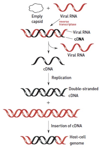 역전사효소(reverse transcriptase)/Positive-sense(+) RNA와 Negative-sense ...