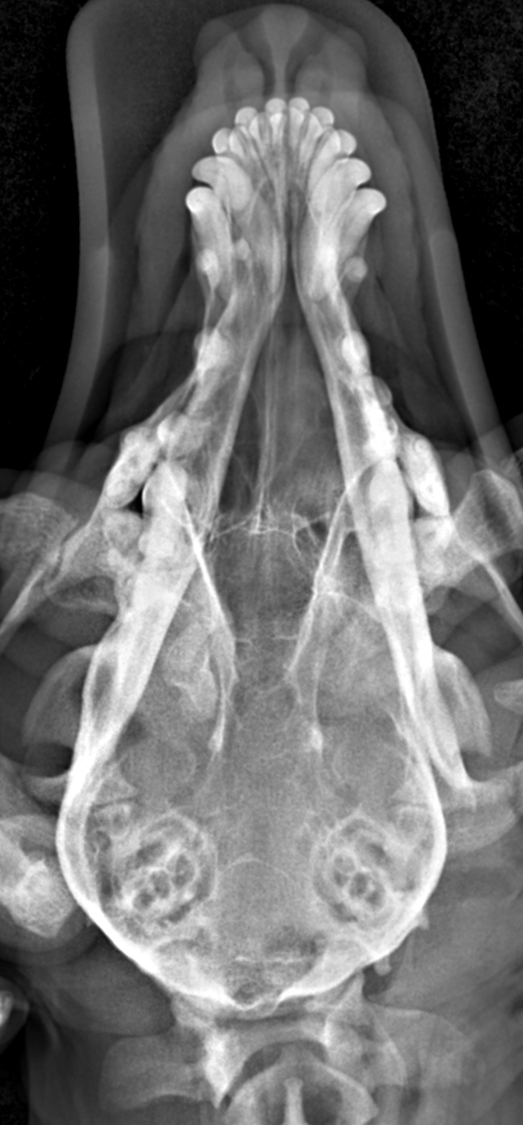 비강 종양 제거술 (Dorsal Rhinotomy) / 전주코끼리동물병원 : 네이버 블로그