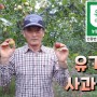 사과대추 수확이 한창입니다 유기농사과대추