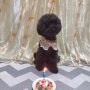 강아지 생일파티 :: 6살 생일