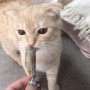 [고양이건조간식] 마도로스펫열빙어트릿 소용량 내돈내산