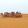 두바이여행 / 사막 사파리 관광 후기