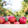 10월 제철음식 '사과의 효능' - 면역력 높이는 과일로도 굿!