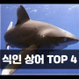 식인상어 TOP4(뱀상어, 백상아리, 황소상어, 장완흉상어)