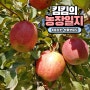 [사과농장]사과농사 필수 친환경 석회보르도 방제