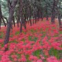 안산시내의 화려한 석산(石蒜, 꽃무릇) 꽃잔치