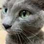 고양이 면역력 - 이슬이 귀, 하리 눈물 치료과정(200906~200927)