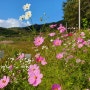 지리산천령표고농원 표고버섯선물세트 배송 마감