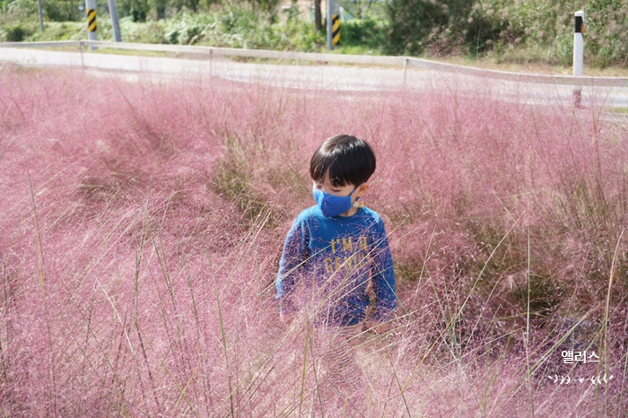 강원도 가볼만한곳 춘천 유기농카페, 핑크뮬리 명소