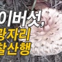 2020. 능이버섯 구광자리 정찰산행, 능이를 볼 수 있는 산은?