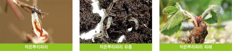 작은뿌리파리 방제해 시들음병 완벽 예방 : 네이버 블로그
