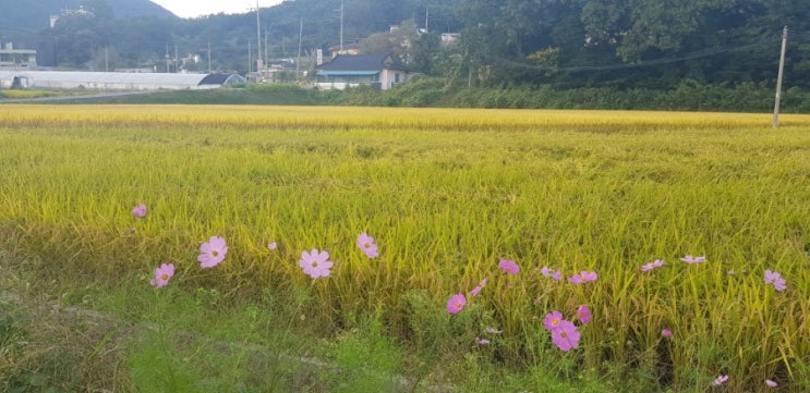 십신의 사주 위치에 따른 해석(4)-정관과 편관 : 네이버 블로그