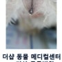 송파구 강아지 자궁축농증 수술, 잠실 파크리오 아파트 동물병원, 강아지 혈뇨, 강아지 생리, 강아지 하혈, 강아지소변 피