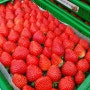 농협공선 딸기수확