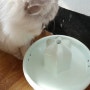 프로젝트21 고양이 정수기 분리형 수중펌프 완전 편해!(6개월 이상 선인장정수기 사용중!)