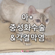 청라루비동물병원 #암컷 고양이 '아*' 중성화수술&각결막염