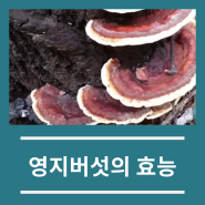 영지버섯의 효능