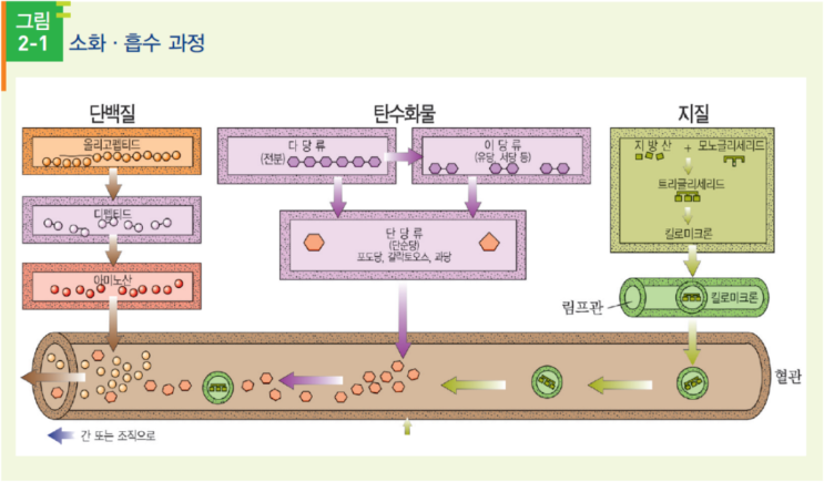 [소화] 소화 과정 정리, 흡수 과정, 탄수화물 지방 단백질 소화, 쓸개즙 기능, 소화 호르몬 : 네이버 블로그
