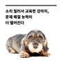 강아지 교육하는데 소리질러 교육하는 견주들은 안보는 사람 없게 해주세요.