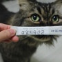 [알파유산균 고양이유산균]고양이 잦은 구토로 영양제를 찾는다면 !