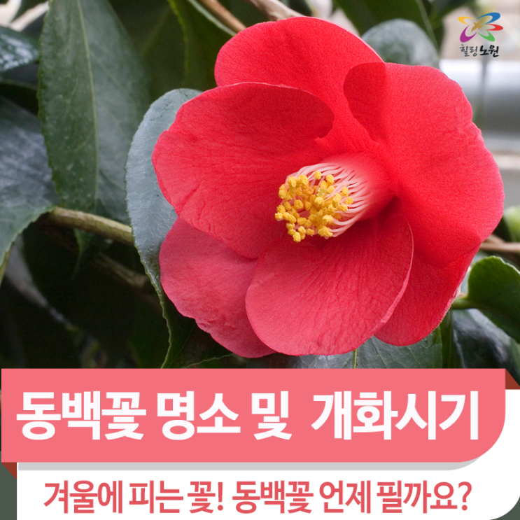 겨울에 피는 꽃! 동백꽃 명소 및 개화시기 : 네이버 블로그