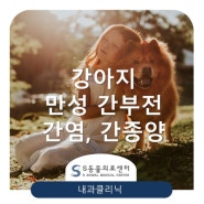 강아지 만성간부전, 간종양 [잠실 송파 성남 위례동물병원 위례S동물의료센터]