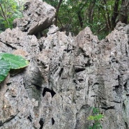 오키나와 여행)다이세키린잔/동물 모양을 한 바위들