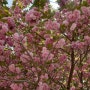 제주도3박4일 상효원 겹벚꽃 4월에 보고 온 후기🌸